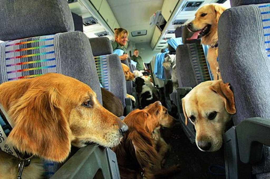 Se puede viajar con perros en avion