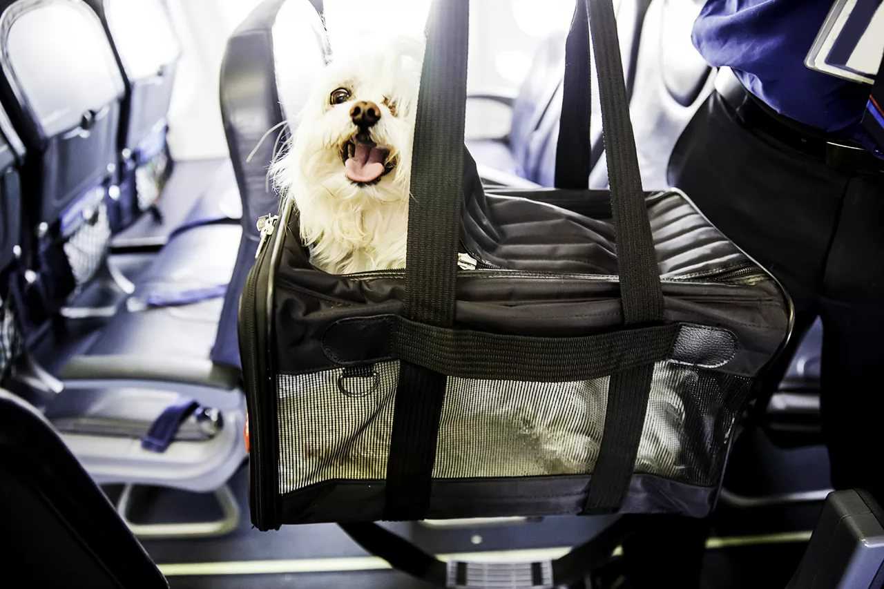 Se puede viajar con un perro en avion