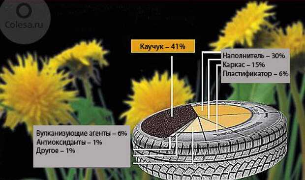 Каучук из одуванчиков снова актуален: до 1941 года треть всей резины в ссср производилась из корней солнечного цветка