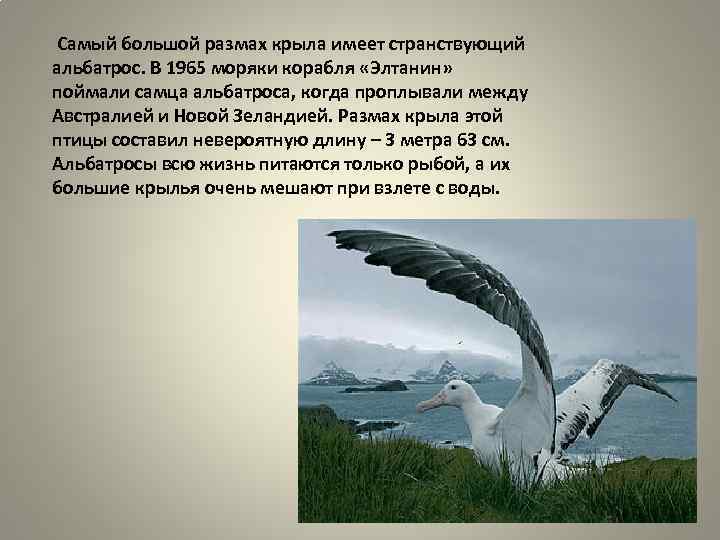 Альбатрос птица. описание, особенности, образ жизни и среда обитания альбатроса | живность.ру